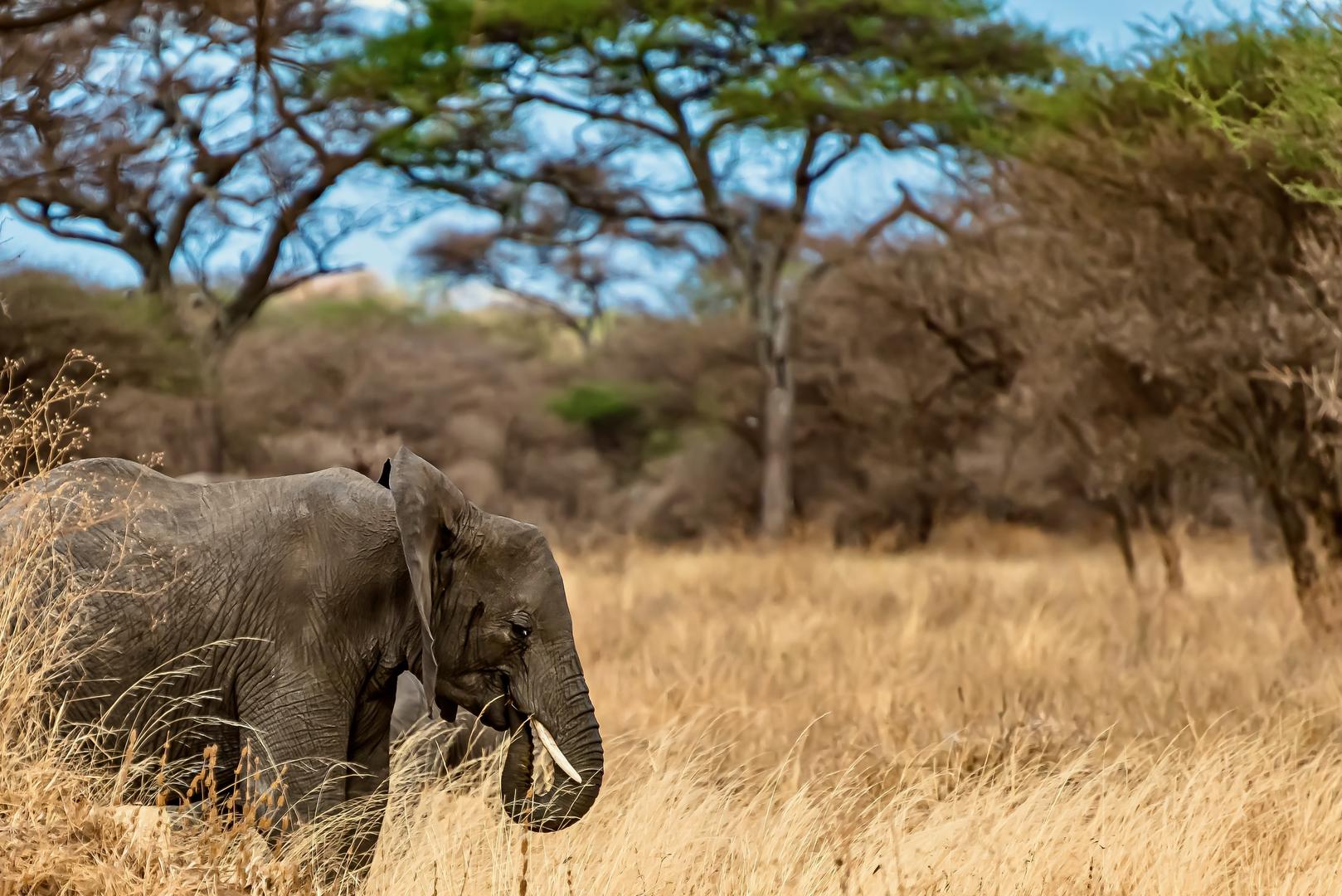 Elephant in the Bush