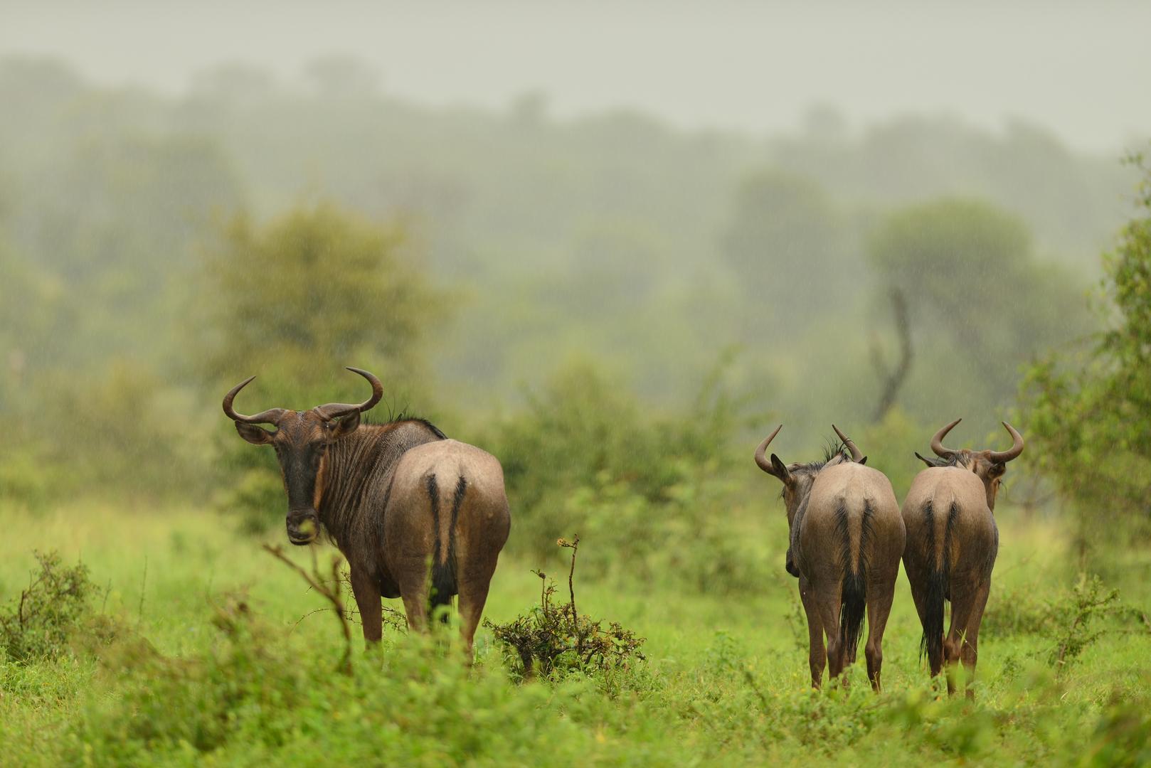 Wildebeest Migration