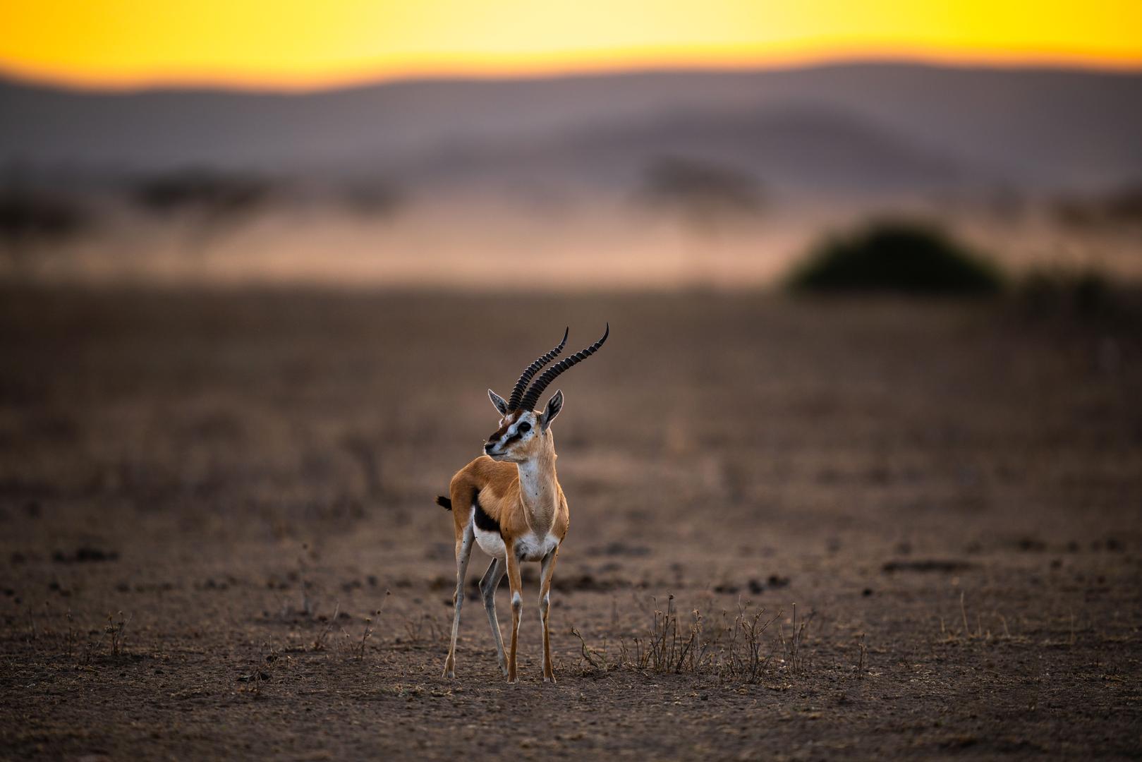 Gazelle in Tanzania